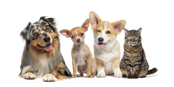 Toledo Pets