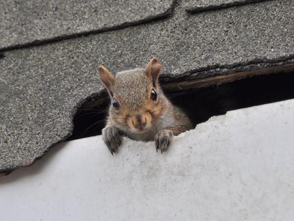 Toledo Wildlife Removal