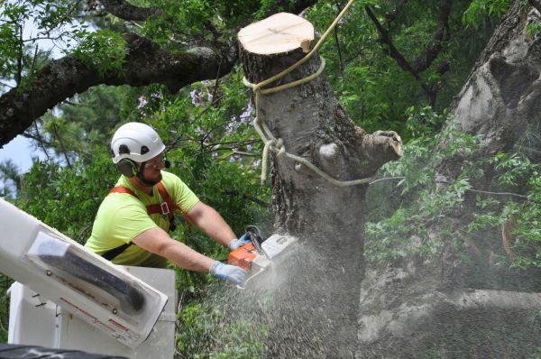 Toledo Tree Trimming
