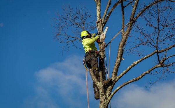Toledo Tree Removal